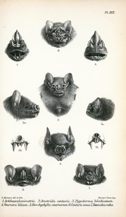 scientific bat illustration