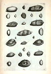Porcellanæ Minores, vulgo Cauri et Caudi: A. Thoracium oculatum; B. Thoracium stellatum; C. Thoracium vulgare, sive Cauricium; D. Thoracium quartum; E. Dracæna; F. (Belg.) Blaauw-rug en Lijstje; G. Izabella; H. Argus parvus; I. Nussatellana granulata; K. Globulus primus; L. Globulus lævis; M. Asellus; N. Margarita; O. Ursula; P. Pediculus; Q. (Belg.) Gewolkte Achaate Klip-hoorn; R. (Belg.) Wit geplekte Achaat; S. (Belg.) Carthageensche Klip-hoorn. Cylindri: Fig. 1 Cylindrus Porphyreticus; Figl 2. Cylindrus niger; Fig. 3. Cylindrus tertius; Fig. 4. Cylindrus quartus, seu sepultura Principis; Fig. 5. Cylindrus septimus; Fig. 6. Cylindrus octavus; Fig. 7. Cylindrus nonus; Fig. 8. Cylindrus decimus; Fig. 9. Eximia species Cylindri.