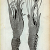 A. B. Locusta  Marina Indica.