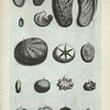 Conchæ Univalviæ: A. Lopas, seu Lepas, (Lampas) et Patella; B. Lopas, seu Lepas et Patella altera; C. Lopas, seu Patella tertia; D. Lopas, seu Patella quarta; E. Auris marinæ externa facies; F. Auris marinæ interna facies; G. Altera species Auris marinæ; H. Tertia species Auris marinæ; I. Quarta species Conchæ univalviæ; K. Verruca testudinaria; L. Operculum callorum; M. Alia species Operculi callorum; N. Tercia species Operculi callorum; O. Sexta species Conchæ univalviæ; P. Septimæ species Conchæ univalviæ extima facies; Q. Intima ejus facies; R. Octava species Conchæ univalviæ.