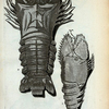 C. Urfa-Cancer; D. Squilla Lata.