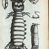 E. Squilla Arenaria Terrestris; F. Squilla Arenaria Marina, vel Squilla Cygnorum; G. Cygnus Minimus est Chela (F).