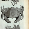 Squilla Lutaria: K. L. sunt duæ species; M. Cancer Saxatilis.