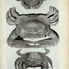 N. Cancer Marinus lævis; O. Cancer Marinus sulcatus; P. Est alia species Cancri Marini lævis, attamen perraro invenitur.