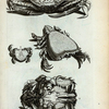 R. Pagurus; S. Cancer Lunaris; T. Cancer Raniformis; V. Est idem ab imo ventre conspiciendus.