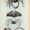 1. Cancer Spinosus; 2. Cancer Spinosus longimanus major; 3. Cancer Spinosus longimanus minor; 4. Cancer Arachnoides; 5. Cancer Floridus.