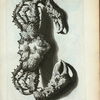 Cancer Spinosus.
