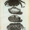1. Cancer Lanosus; 2. 3. Cancer Calappoides;  4. Cancer Æneus.