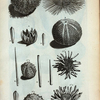 1. Echinometra Digitata Prima oblonga; 2. Est eadem digitata; D.D. Pennas, sive digitos in diversas species divisos repræsentant; 3. Echinometra Digitata secunda rotunda, vel Cidaris Mauri; 4. Est eadem cum digitis, quorum tres species visui sub Literis E.E.E. offeruntur; 5. Echinometra setosa, sive Echinus setosus; A.B.C. Echini Marini esculenti: A. Echinus, cujus os est apertum, ut omnia membra (quæ rarios sunt figuræ) intus accuratè possint conspici; B. Est Eschinus digitis orbus; C. Digitis ornatum se exhibet.