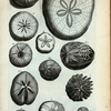 A. Echinus Saxatilis; B. Echimus, qui dicitur Diadema Turcarum; C. Echinus sulcatus primus; D. Echinus sulcatus secundus. Ad hoc genus pertinent: 1. striis marmoreis ditatus; 2. Albus sed parum cinericei coloris; 3. Est altera species; E. Echinus planus; F. Secunda species Echini plani; G. Tertia species; H. Quarta species Echini plani; I. Quinta species Echini plani, vulgo radiati.