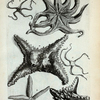 A. Stella Marina quarta, dicta Artocreas Marinum; B. Stella Marina Scolopendroides spinosa; C. Stella Marina Scolopendroides lævis;D. Stella Marina quatuor radiorum; E. Stella Marina quinque radiorum; F. Stella Marina novem radiorum.