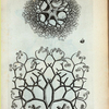 A. Stella Marina, Caput Medusae dicta; B. Est unus quinque ramorum, qui se mox in duos dispescit, et hi iterum in duos &c.; C.  Vertebra Membrorum.