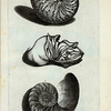 A. Nautilus Major, sive Crassus; B. Est Piscis huic Testæ inclusus; C. Est Cochlea, sive Testa, in longitudinem per medium dissecta.