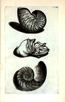 A. Nautilus Major, sive Crassus; B. Est Piscis huic Testæ inclusus; C. Est Cochlea, sive Testa, in longitudinem per medium dissecta.