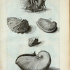 A. Nautilus Tenuis et legitimus. Ovum Polypi; B. Nautilus Tenuis minor;  Fig. 1. Nautilus Tenuis cum Epidromide 2. et  Remis 3. ; Fig. 4. Est altera species Nautili; Fig. 5. Rara species Nautili figuram vittæ rusticæ repræsentans.