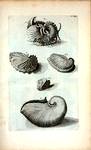 A. Nautilus Tenuis et legitimus. Ovum Polypi; B. Nautilus Tenuis minor;  Fig. 1. Nautilus Tenuis cum Epidromide 2. et  Remis 3. ; Fig. 4. Est altera species Nautili; Fig. 5. Rara species Nautili figuram vittæ rusticæ repræsentans.