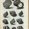 Cochlearum Species. A. B. Cochlea  Lunaris major: A. Supremam partem repræsentat; B. imam partem offert; F. est  operculum oris, Umbilicus veneris dictum; C. Cochlea sulcata nigra; D. Cochlea Petholata; Fig. 1. Hujus alia species; E. Cochlea Lunaris aspera; Fig. 2. Est alia species ejusdem;  Fig. 3. Cochlea Lunaris variegata; Fig. 4. Cochlea Lunaris viridis; Fig. 5, 6, 7. sunt diversæ species Literæ D.