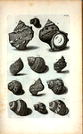 Cochlearum Species. A. B. Cochlea  Lunaris major: A. Supremam partem repræsentat; B. imam partem offert; F. est  operculum oris, Umbilicus veneris dictum; C. Cochlea sulcata nigra; D. Cochlea Petholata; Fig. 1. Hujus alia species; E. Cochlea Lunaris aspera; Fig. 2. Est alia species ejusdem;  Fig. 3. Cochlea Lunaris variegata; Fig. 4. Cochlea Lunaris viridis; Fig. 5, 6, 7. sunt diversæ species Literæ D.