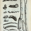 Solenes: A. Balanus, tertia species Conchæ univalviæ; C. Est Piscis, qui huic Conchæ includitur cum Barba extensa; D. Est idem Piscis, attamen intortus; D.E. Solen alter arenarius (D. est Pars inferior, E. vero superior); F.G. Solen Lignorum; H. Solen anguinus; I. Denticulus Elephantis; K. Altera species Solenis; L. Adhuc altera species; FIg. 1. (Belg.) Hoorn-slangetje; Fig. 2. (Belg.)  Tweede zoort van Hoorn-slangetje, dog kkorter in een gedrongen; Fig. 3. (Belg.) Uytgestrekte Hoorn-slang; Fig. 4. (Belg.) Gekrolde Zee-pijp op een Hoorn-slang gewassen; Fig. 5. en 6. (Belg.) Andere zoorten van Hoorn-slangen; Fig. 7. (Belg.)  Venus-schacht.