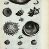 Umbilicorum Marinorum Species. A.B.C.D. Umbilici Marini : A. Est operculum Auris Gigantum; B. Umbilicus Marinus niger, est operculum Cochleæ Petholatæ et Cochleæ Lunaris aspræ; C. Est Umbilicus Veneris ex Mari Mediterraneo proventus; D. Umbilicus Marinus Granulatus; E. Umbilicus Veneris Maris Mediterranei inversus; F. G. sunt aliæ species; H. Cochlea Laciniata.; I. Calcar; K. Calcar Majus; Fig. 1. Cornu Ammonis; Fig. 2. Carina Holothuriorum; 3.  et 4. Unguis Odoratus, seu Onyx Marina, Conchula Indica, quæ in pharmacopoliis Blatta Byzantia nuncupatur.