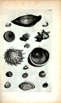 Umbilicorum Marinorum Species. A.B.C.D. Umbilici Marini : A. Est operculum Auris Gigantum; B. Umbilicus Marinus niger, est operculum Cochleæ Petholatæ et Cochleæ Lunaris aspræ; C. Est Umbilicus Veneris ex Mari Mediterraneo proventus; D. Umbilicus Marinus Granulatus; E. Umbilicus Veneris Maris Mediterranei inversus; F. G. sunt aliæ species; H. Cochlea Laciniata.; I. Calcar; K. Calcar Majus; Fig. 1. Cornu Ammonis; Fig. 2. Carina Holothuriorum; 3.  et 4. Unguis Odoratus, seu Onyx Marina, Conchula Indica, quæ in pharmacopoliis Blatta Byzantia nuncupatur.