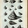 Trochi. A. B. Trochus primus, sive maculosus; C. Trochus secundus; D. Trochus tertius, sive Papuanus, ut et Trochus longævus; E. Trochus quartus, sive Labeo; Fig. 1-11. sunt omnes diversæ species Trochorum; Fig. 12. Dolium Matinum.