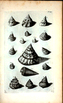 Trochi. A. B. Trochus primus, sive maculosus; C. Trochus secundus; D. Trochus tertius, sive Papuanus, ut et Trochus longævus; E. Trochus quartus, sive Labeo; Fig. 1-11. sunt omnes diversæ species Trochorum; Fig. 12. Dolium Matinum.