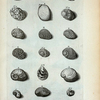 Cochleæ Valvatæ, sive Semilunares: A. Valvata lævis prima, sive Vitellus; B. Vitellus compressus; C. Valvata quarta; D. Valvata quinta; E. Valvata sexta; F. Valvata septima, sive albula; G. Valvata octava, sive tenuis; H. Valvata decima fluviatilis, sive Rubella; Fig. 1. et 2. sunt duæ species eximiæ pulchritudinis; Valvatæ Stritæ sunt secunda Species Cochlearum: I. Valvata striata prima, sive Alpina; K. Valvata secunda, sive fasciata; L. Valvata tertia undulata; M. Valvata granulata; N. Valvata sulcata nigra; O. Valvata spinosa; Fig.3. Valvata semilunaris vera; Fig. 4. Valvatæ semilunaris veræ secunda species; Fig. 5. Valvatæ semilunaris veræ tertia species; Fig. 6. Quarta species ut supra; Fig. 7. Quinta species ut ante; Fig. 8. (Belg.) Opregte Wijd-mond.