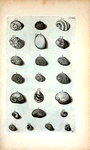 Cochleæ Valvatæ, sive Semilunares: A. Valvata lævis prima, sive Vitellus; B. Vitellus compressus; C. Valvata quarta; D. Valvata quinta; E. Valvata sexta; F. Valvata septima, sive albula; G. Valvata octava, sive tenuis; H. Valvata decima fluviatilis, sive Rubella; Fig. 1. et 2. sunt duæ species eximiæ pulchritudinis; Valvatæ Stritæ sunt secunda Species Cochlearum: I. Valvata striata prima, sive Alpina; K. Valvata secunda, sive fasciata; L. Valvata tertia undulata; M. Valvata granulata; N. Valvata sulcata nigra; O. Valvata spinosa; Fig.3. Valvata semilunaris vera; Fig. 4. Valvatæ semilunaris veræ secunda species; Fig. 5. Valvatæ semilunaris veræ tertia species; Fig. 6. Quarta species ut supra; Fig. 7. Quinta species ut ante; Fig. 8. (Belg.) Opregte Wijd-mond.