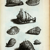 Cassides Tuberosæ: A. Cassis Tuberosa prima, sive Cornuta; B. Cassis Rubra; C. Cassis Pennata; D. Cassis Aspera;  Fig. 1-4 sunt diversæ Cassidum species.