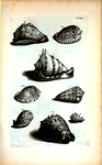 Cassides Tuberosæ: A. Cassis Tuberosa prima, sive Cornuta; B. Cassis Rubra; C. Cassis Pennata; D. Cassis Aspera;  Fig. 1-4 sunt diversæ Cassidum species.