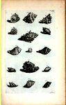 Cassides Verrucosæ: A. Verrucosa prima, sive Ceramica; B. Verrucosa secunda; C. Verrucosa tertia; D. (D. Belg.) Wijd-mondige Pimpeltje; E. (Belg.) Kleyne Geel-mond, of bruyme Pimpeltje en kleyne getakte Moerbey; F. (Belg.) Haayrige Oor, of Oor-lies en Oorhoorn; G. (Mal.) Bia Cadoe; H. Ranula; I. (Belg.) Knoddeke; Fig. 1. Braccæ Helvetiorum;Fig. 2. (Belg.) Dubbelde getakte schilpadstaart, of bedde-teyk; Fig. 3. (Belg.) Gladde Bedde-teyk; Fig. 4. (Belg.) Getakte bastaart zoort van Bedde-teyk; Fig. 5. et 6. (Belg.) Geknobbelde Schipad-staart.