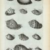 Cassides Læves Cinereæ: A. Cassis Cinerea lævis vulgaris; B. Areola; C. Cassis Cinerea lævis tertia; D. Fimbriata striata; E. Fimbriata lævis;  FIg. 1. (Belg.) Een zoort van de gevlakte Bezoar-hoorn; Fig. 2 (Belg.) Gestreepte  Bezoar-hoorn; Fig. 3. (Belg.)  Wilde Bezoar-hoorn; Fig. 4. (Belg.) Dwars gestreepte Bezoar-hoorn; Fig. 5. Species Cassidis cineræ lævis tertiæ, sed profundius sulcata; Fig. 6-9. sunt species simbriatæ Cassidis.