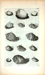Cassides Læves Cinereæ: A. Cassis Cinerea lævis vulgaris; B. Areola; C. Cassis Cinerea lævis tertia; D. Fimbriata striata; E. Fimbriata lævis;  FIg. 1. (Belg.) Een zoort van de gevlakte Bezoar-hoorn; Fig. 2 (Belg.) Gestreepte  Bezoar-hoorn; Fig. 3. (Belg.)  Wilde Bezoar-hoorn; Fig. 4. (Belg.) Dwars gestreepte Bezoar-hoorn; Fig. 5. Species Cassidis cineræ lævis tertiæ, sed profundius sulcata; Fig. 6-9. sunt species simbriatæ Cassidis.