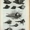 Murices Ramosi: A. Murex Ramosus; B. Murex Saxatilis; C. Murex Minor; D. Murex Minimus; E. Murex; F. Haustellum; G. Tribulus; Fig. 1. Species Muricis Ramosi; Fig. 2. Species Muricis Minoris; Fig. 3. Species Tribuli; Fig. 4. Species Haustelli; Fig. 5. Species Haustelli altera.