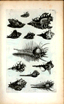 Murices Ramosi: A. Murex Ramosus; B. Murex Saxatilis; C. Murex Minor; D. Murex Minimus; E. Murex; F. Haustellum; G. Tribulus; Fig. 1. Species Muricis Ramosi; Fig. 2. Species Muricis Minoris; Fig. 3. Species Tribuli; Fig. 4. Species Haustelli; Fig. 5. Species Haustelli altera.