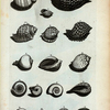Cochleæ Globosæ: A. Cochlea striata, sive olearia.; B. Cochlea striata altera; C. Cochlea pennata; D. Cochlea pennata altera; E. Cochlea patula; F. Rapa; G. Bulla; H. Bulla; I. Cochlea Imbrium; K. Ficus; L. Umbilicata; M. Arcularia Major; N. Arcularia Minor; O. Serpentulus; P. COchlea terrestris; Q. Coclea lutaria; R. Alia species Cochleæ terrestris.