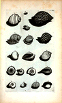 Cochleæ Globosæ: A. Cochlea striata, sive olearia.; B. Cochlea striata altera; C. Cochlea pennata; D. Cochlea pennata altera; E. Cochlea patula; F. Rapa; G. Bulla; H. Bulla; I. Cochlea Imbrium; K. Ficus; L. Umbilicata; M. Arcularia Major; N. Arcularia Minor; O. Serpentulus; P. COchlea terrestris; Q. Coclea lutaria; R. Alia species Cochleæ terrestris.