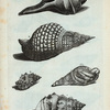 Buccina: A. Buccina Aruanum; B. Buccina Tritonis, seu Turbo Magnus; C.  Buccina Tuberosum;D. Buccina Tuberosum rufum; Fig. 1. Buccinum Tritonis, cui aminal adhue est inclusum, minoris magnitudinis.