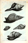 Buccina: A. Buccina Aruanum; B. Buccina Tritonis, seu Turbo Magnus; C.  Buccina Tuberosum;D. Buccina Tuberosum rufum; Fig. 1. Buccinum Tritonis, cui aminal adhue est inclusum, minoris magnitudinis.