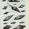 [Buccina] E. Pseudopurpura; F. Fusus; G. Fusus brevis; H. Buccinum pilosum primum, sive crassum; I. Mitra Papalis; K. Mitra Episcopi; L. Turris Babylonica; M. Buccinum granulatum rotundum; N. Buccinum aculeatum; O. Buccinum undosum; P. Buccinum lineatum; Q. Digitellus; R. Turricula; S. Turricula plicata; T. Turricula filis cincta; V. Turricula granulata; W. Buccinum scalare; X. Buccinum spirale; Y. Buccinum Foliorum.