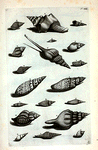[Buccina] E. Pseudopurpura; F. Fusus; G. Fusus brevis; H. Buccinum pilosum primum, sive crassum; I. Mitra Papalis; K. Mitra Episcopi; L. Turris Babylonica; M. Buccinum granulatum rotundum; N. Buccinum aculeatum; O. Buccinum undosum; P. Buccinum lineatum; Q. Digitellus; R. Turricula; S. Turricula plicata; T. Turricula filis cincta; V. Turricula granulata; W. Buccinum scalare; X. Buccinum spirale; Y. Buccinum Foliorum.