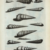 Strombi: A. Strombus primus, sive subula; B. Strobus secundus;  C. Strombus tertius; D. Strombus quartus; E. Strombus Dentatus; F. Strombus septimus; G. Strombus octavus, sive lanceatus; H. Strombus nonus, sive granulatus;I. Strombus chalybeus; K. Strombus caudatus albus;  L. Strombus caudatus granulatus M. Strombus Tympanorum, seu Tympanotonos; N. Strombus tuberosus; O. Strombus angulosus; P. Strombus fluviatilis; Q. Strombus palustris; R. Strombus palustris lævis; S. Terebellum; T. Strombus Naalde.