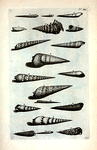 Strombi: A. Strombus primus, sive subula; B. Strobus secundus;  C. Strombus tertius; D. Strombus quartus; E. Strombus Dentatus; F. Strombus septimus; G. Strombus octavus, sive lanceatus; H. Strombus nonus, sive granulatus;I. Strombus chalybeus; K. Strombus caudatus albus;  L. Strombus caudatus granulatus M. Strombus Tympanorum, seu Tympanotonos; N. Strombus tuberosus; O. Strombus angulosus; P. Strombus fluviatilis; Q. Strombus palustris; R. Strombus palustris lævis; S. Terebellum; T. Strombus Naalde.