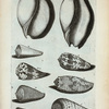 Volutæ: A. Cymbium; B.  Cymbium secundum; C. Meta Butyri; D. Voluta Musicalis; E. Cereolum; F. Voluta Tigerina; G. Nubecula; V. Voluta filis cincta; Fig. 5. (Belg.) De Groote Olyve-band Toot.