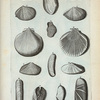 A. Amusii externa facies; B. Ejus interna facies;  Tellinæ: C. Tellina arenosa; D. Tellina Gari; E. Tellina violacea; F. Tellina cultriformis; G. Lingua Felis; H. Tellina virgata; I. Tellina lævis; K. Folium; L. Petacunculus.