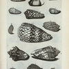 [Volutæ:] H. Vespertilio; I. Vespertilio altera; II. Melicera, seu Fafago, et Melicembalis Plinii; K. Harpa; L. Harpa Nobilis; M. Harpa Minor; N. Voluta marmorata; Fig. 1. (Belg.) Harts-hoorn met banden; O. Voluta pennata; P. Voluta pennata altera; Q. Voluta maculosa; R. Voluta cinerea; S. Voluta spectrorum; T. Voluta maculosa granulata.