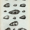 Volutæ: W. Voluta filosa; X. Voluta fasciata; Y. Voluta fasciata secunda; Z. Voluta arenata;  AA. Valuta arenata altera; Fig. 2. Voluta arenata tertia; BB. Musica Rusticorum; CC. Anus, seu Monachus Leucophæus; DD. Anus granulata; EE. Terebellum granulatum; FF. Voluta fluviatilis; GG. (Belg.) Boter-wegje van Boero, of Cyperse Kat Toot; HH. Auris Midæ; Fig. 3. Nigella vera; Fig. 4. Nigella.