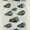 Volutæ Eximiæ: A. Architalassus Arausicanus; B. Architalassus primus; C. Architalassus; D. Architalassus secundus; E. Architalassus Indiæ Occindentalis; F. Proarchitalassus; G. Voluta Guinaica; H. Voluta coronata; I. Voluta coronata secunda; K. Voluta Achates dicta; L. Voluta dicta Achates striatus; M. Leo ascendens.