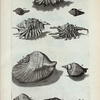 Cochleæ Alatæ: G. Cornuta Foemina; I. Cornuta millepeda; K. Cornuta nodosa; L. Alata lata; M. Epidromis; N. Epidromis gibbosa;  O. Epidromis altera; P. Epidromis minima; Fig. 6. (Belg.) Geband Lap-hoorntje; Fig. 7. (Belg.) Tweede geband Lap-hoorntje.